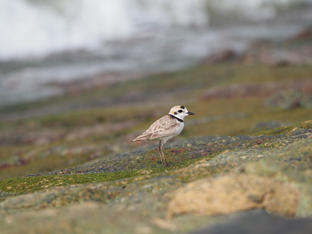 Malaysian Plover - ML620733366