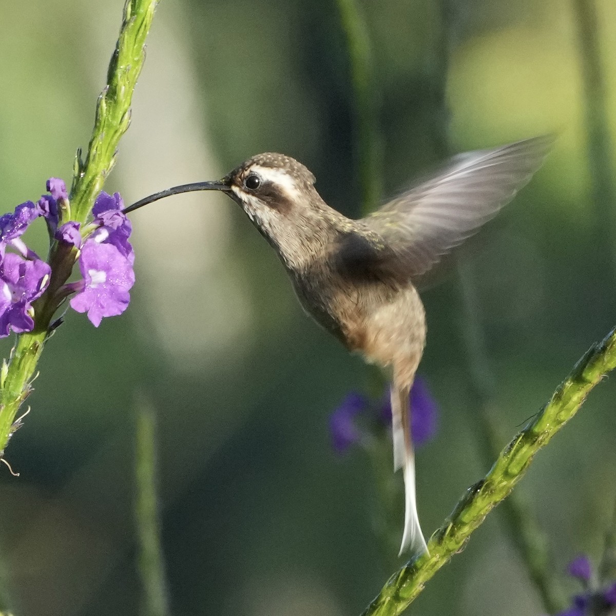 Dusky-throated Hermit - ML620733367