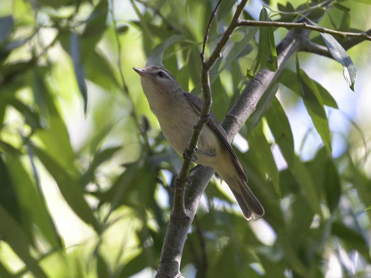 Warbling Vireo - ML620733369