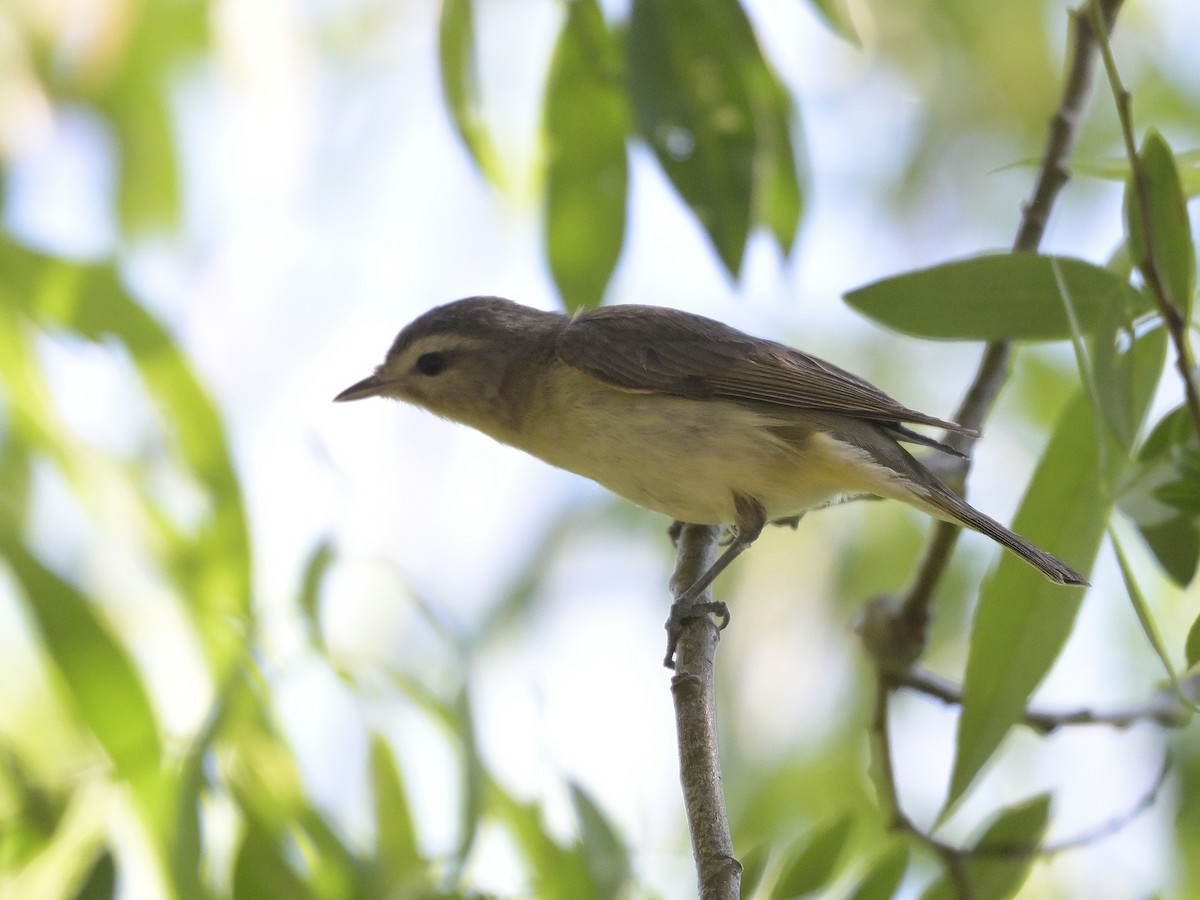 Warbling Vireo - ML620733370