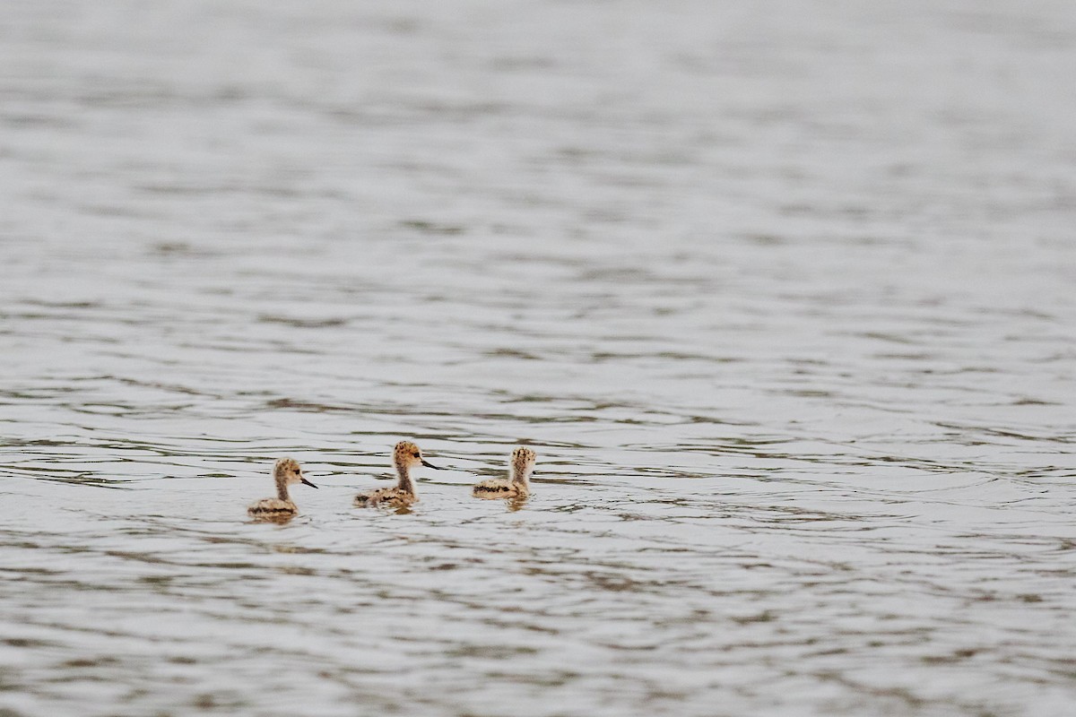 Black-winged Stilt - ML620733371