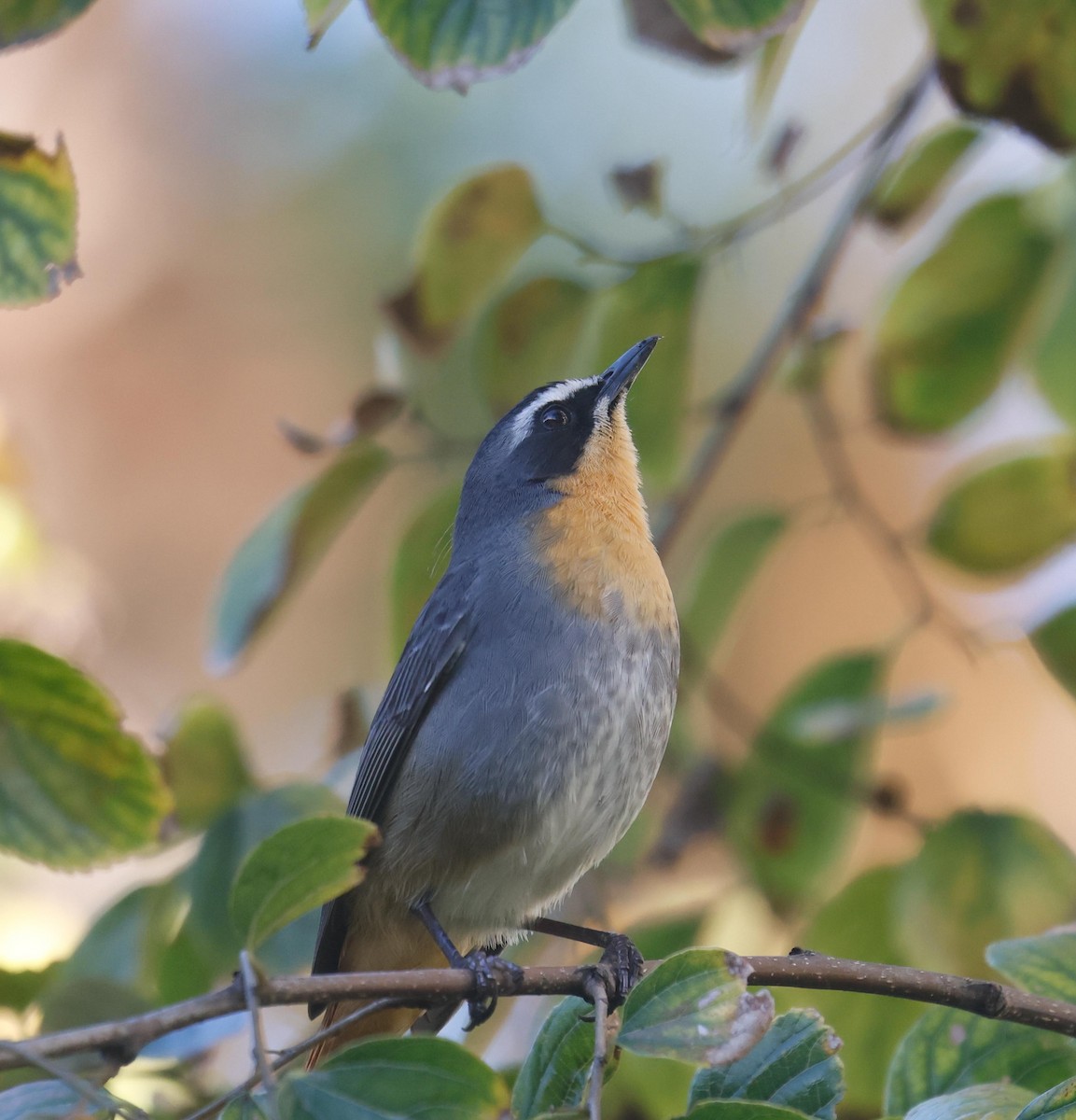 Cape Robin-Chat - ML620733372