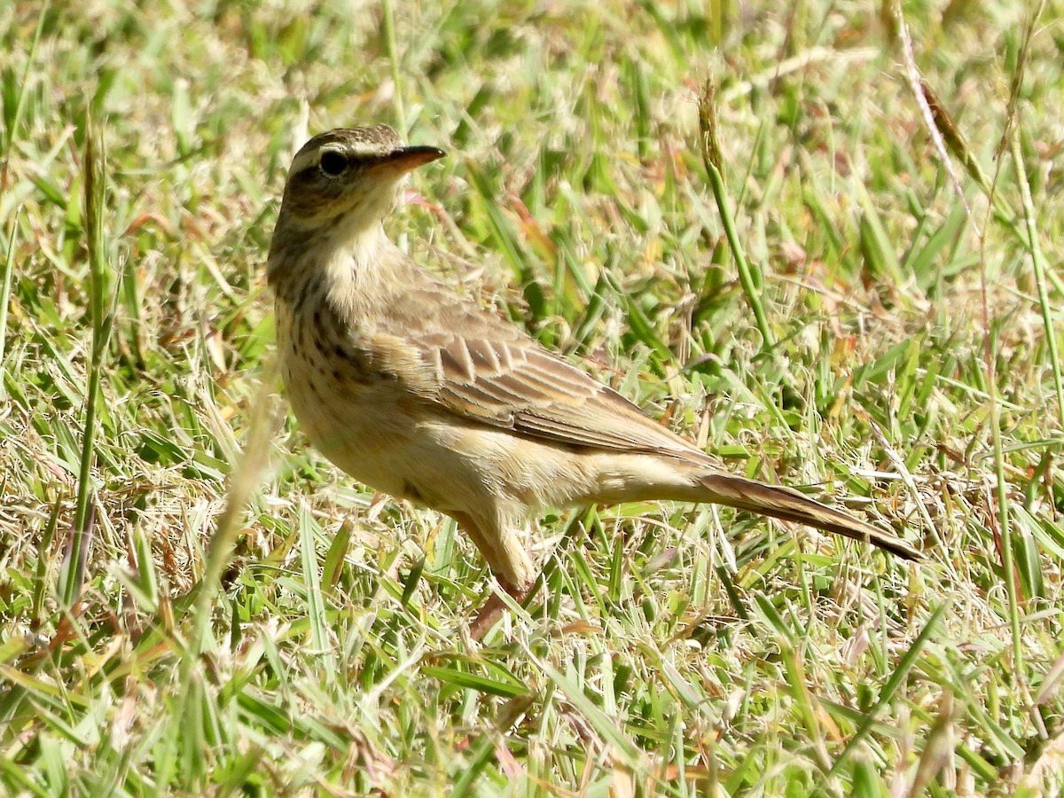 Long-billed Pipit - GARY DOUGLAS