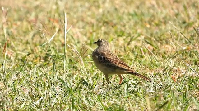 Long-billed Pipit - ML620733374