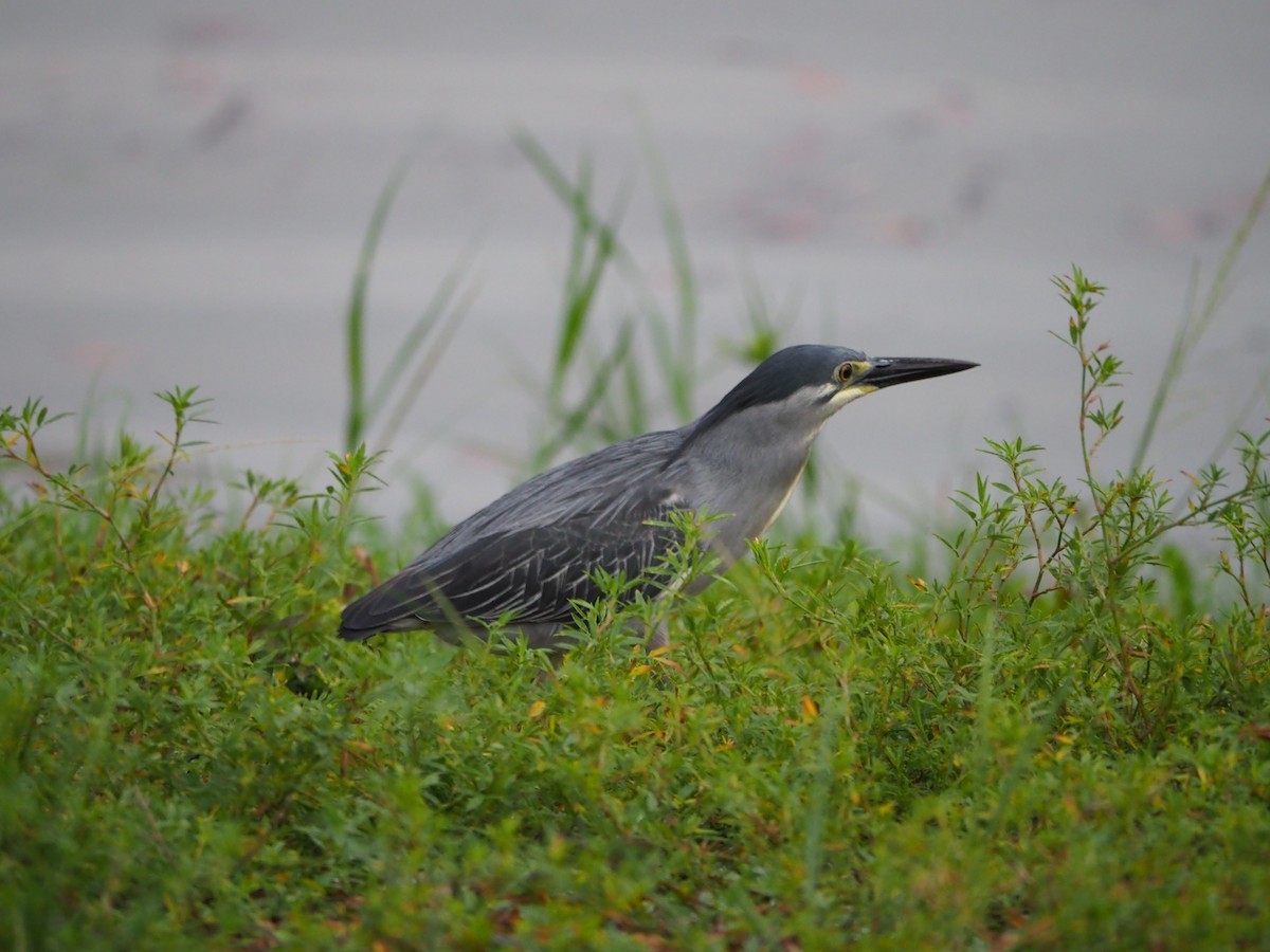 Striated Heron - ML620733377