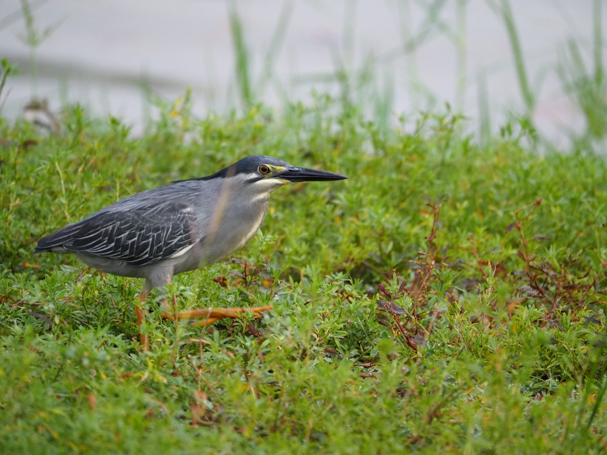 Striated Heron - ML620733378