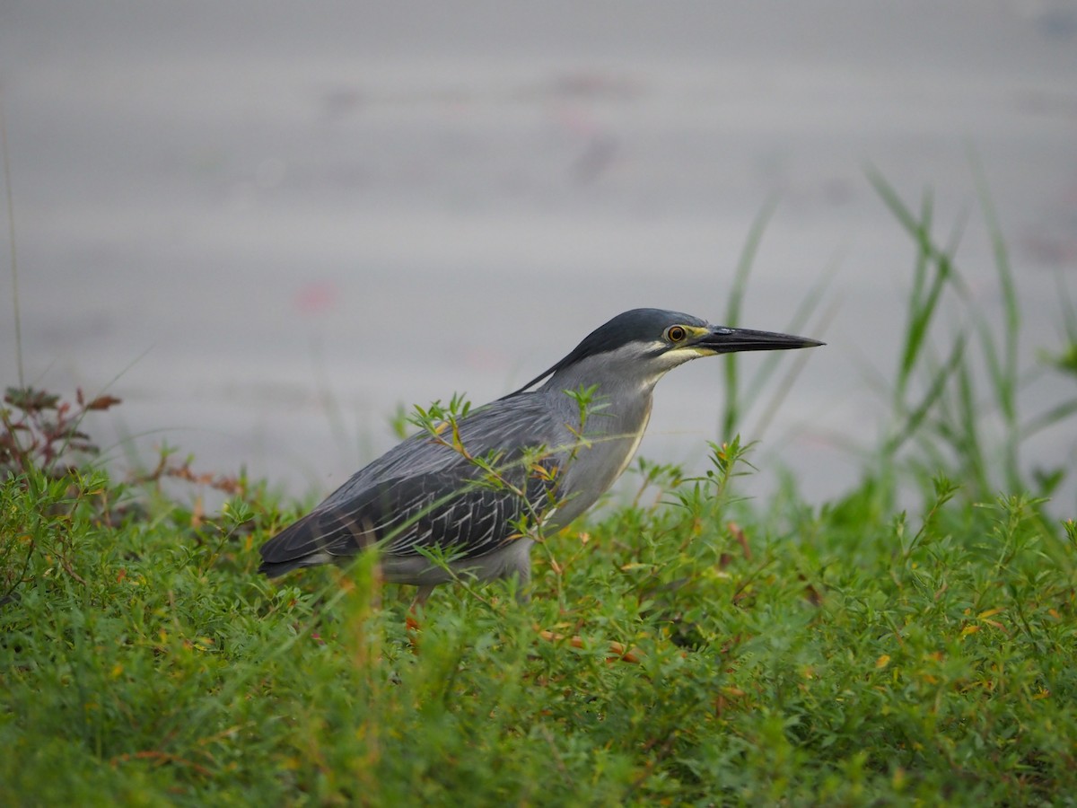 Striated Heron - ML620733379