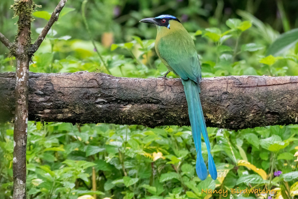 Andean Motmot - Nancy Fernández