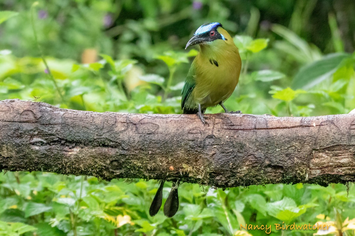 Motmot d'Équateur - ML620733384