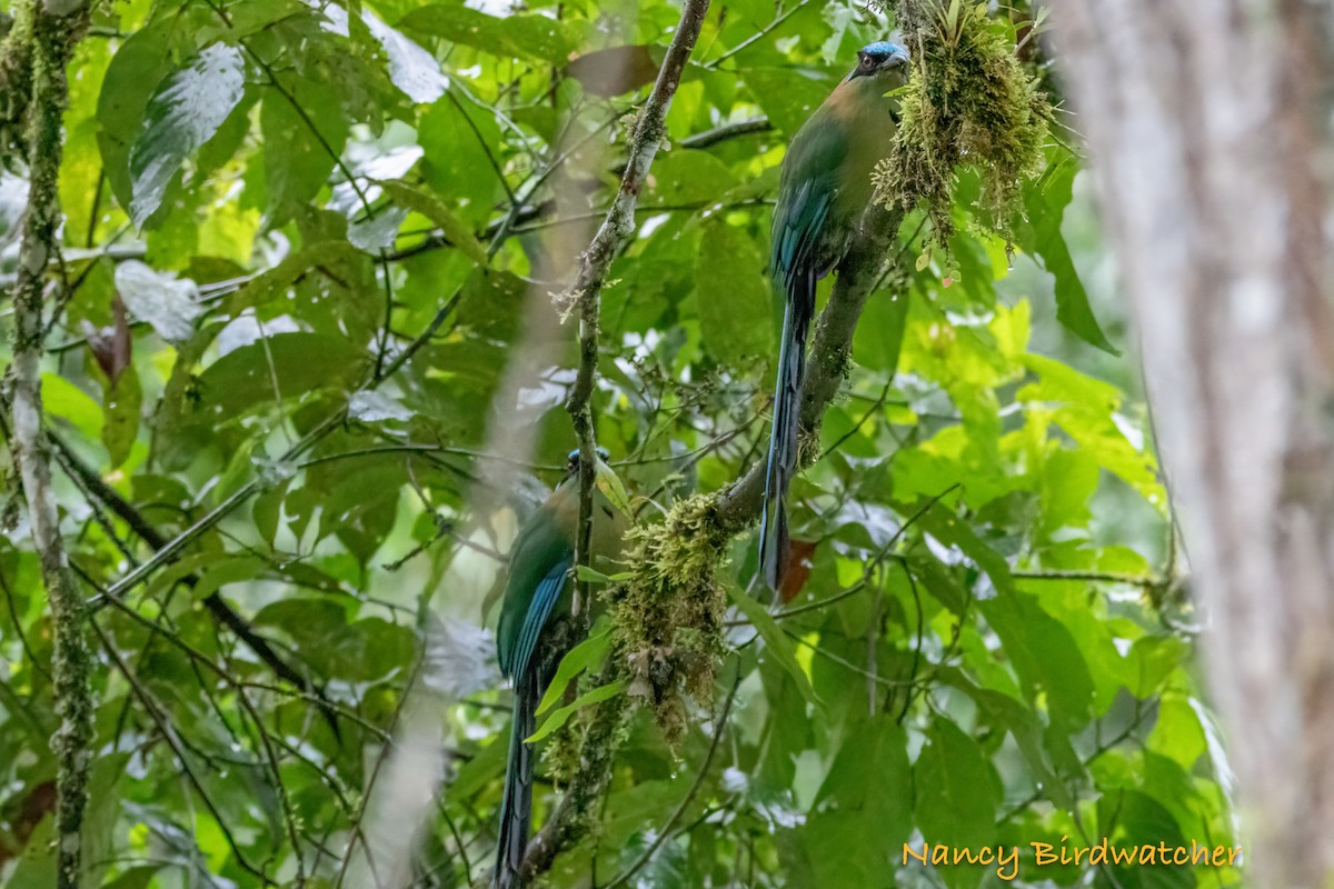 Motmot d'Équateur - ML620733385