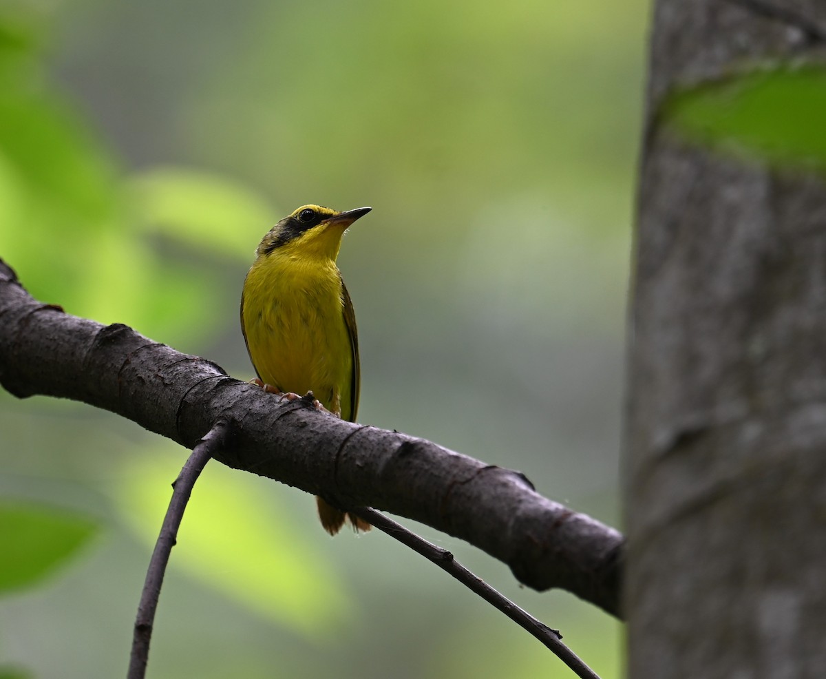 Kentucky Warbler - ML620733386