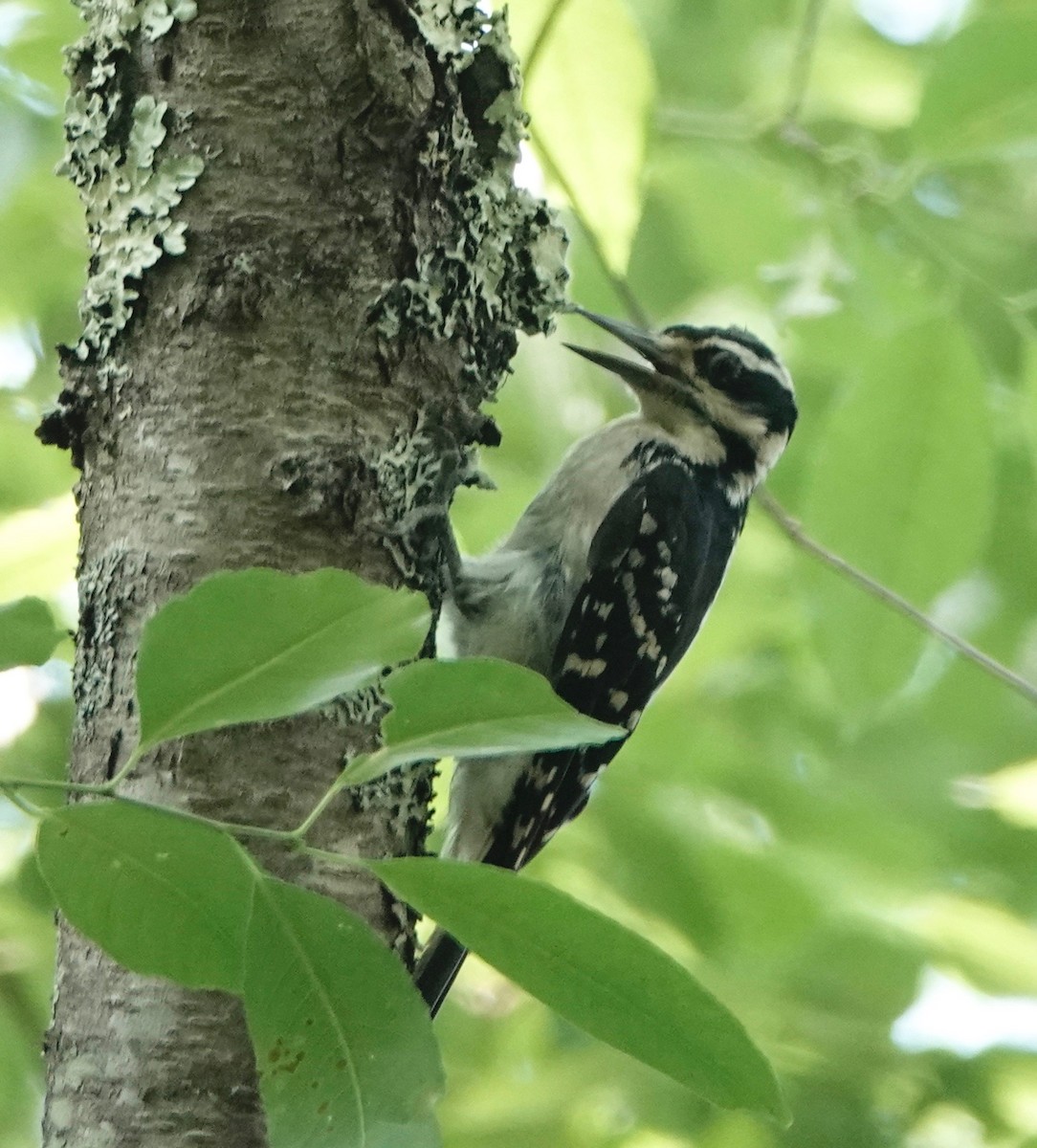 Hairy Woodpecker - ML620733387