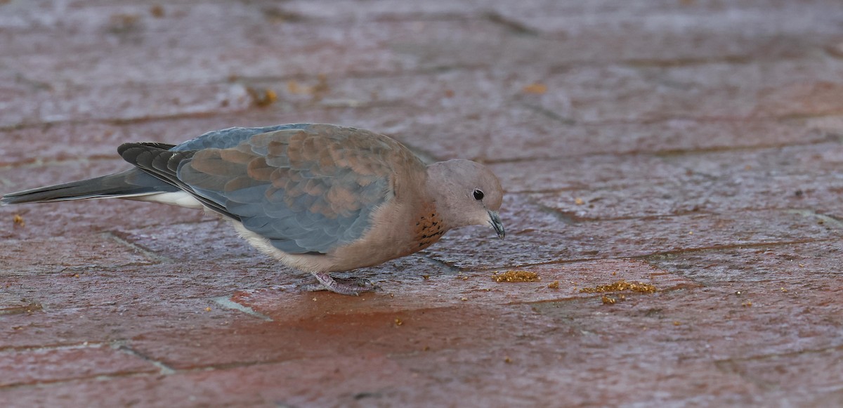 Laughing Dove - ML620733388