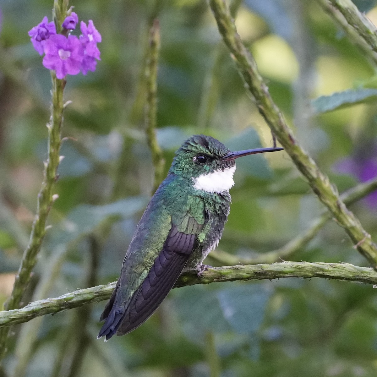 Colibri à gorge blanche - ML620733389