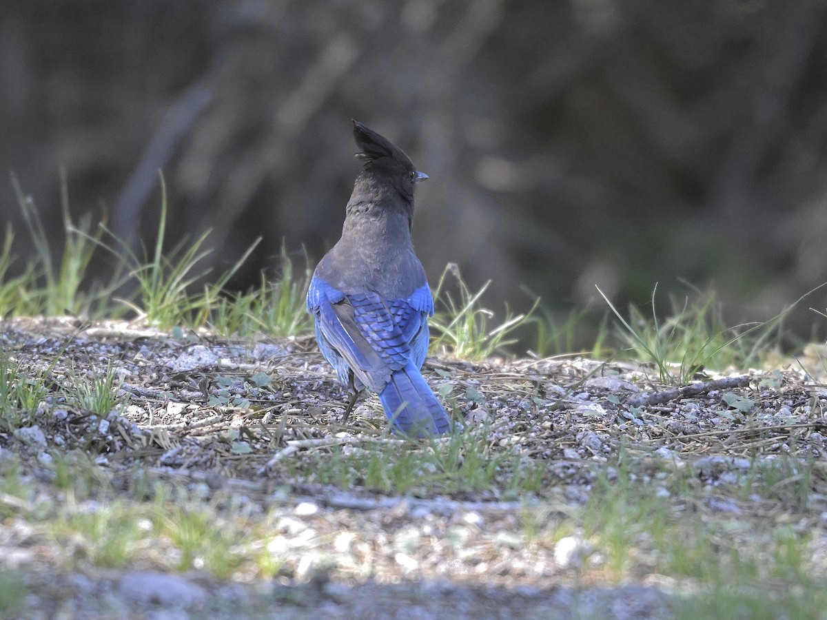 Steller's Jay - ML620733390