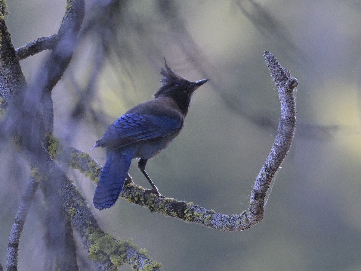 Steller's Jay - ML620733391