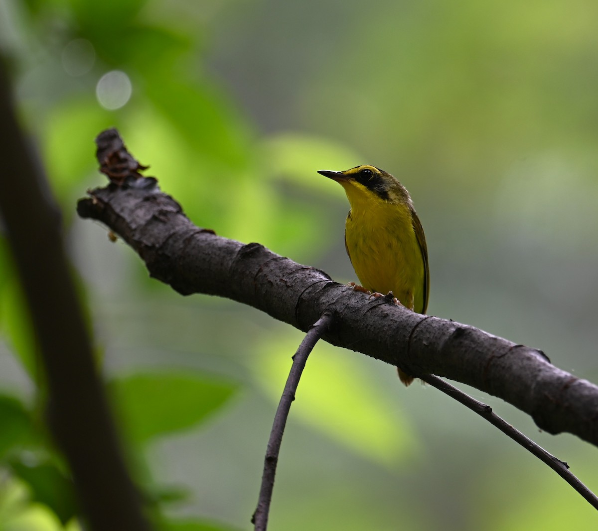 Kentucky Warbler - ML620733392