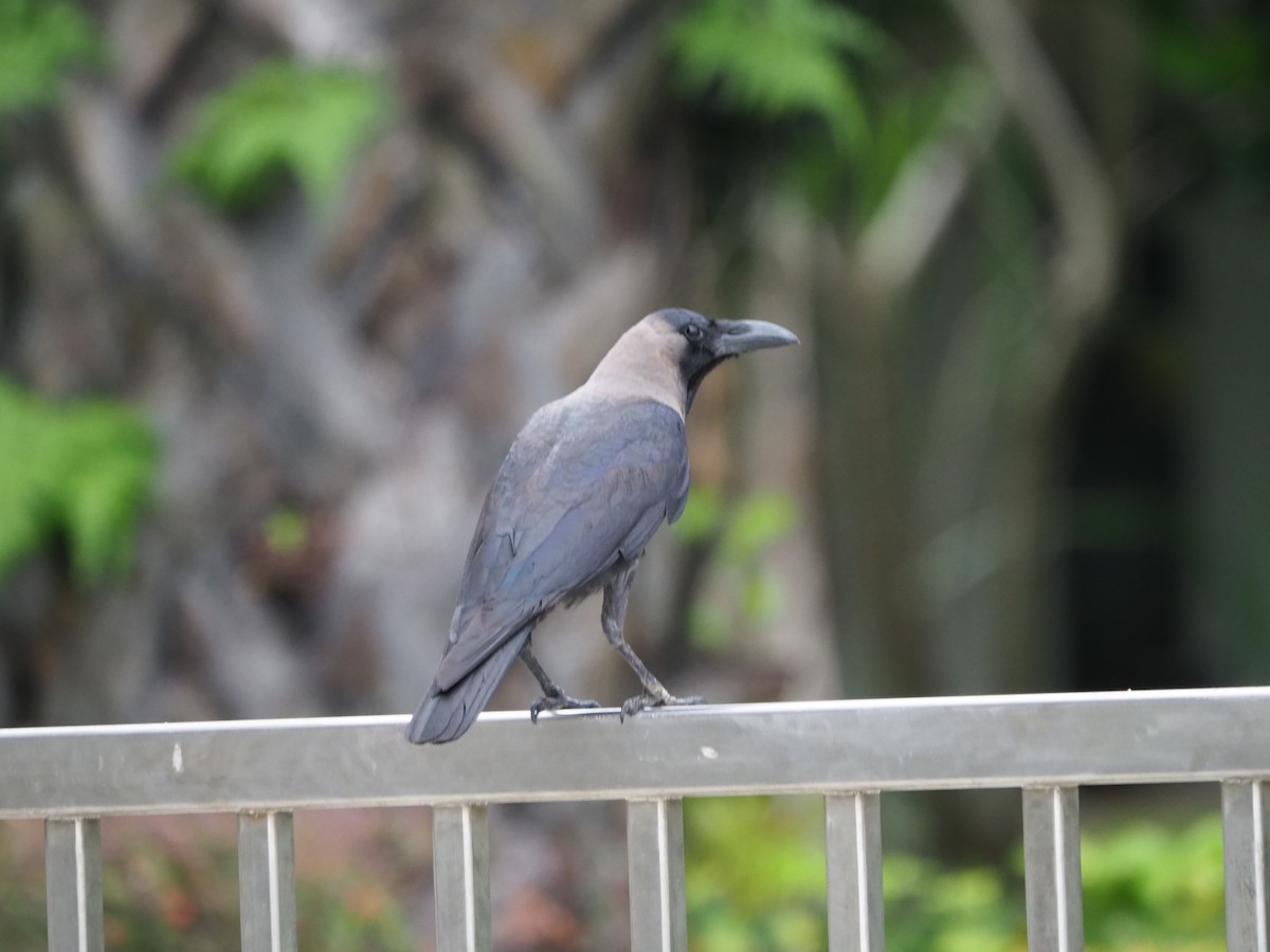 House Crow - ML620733395