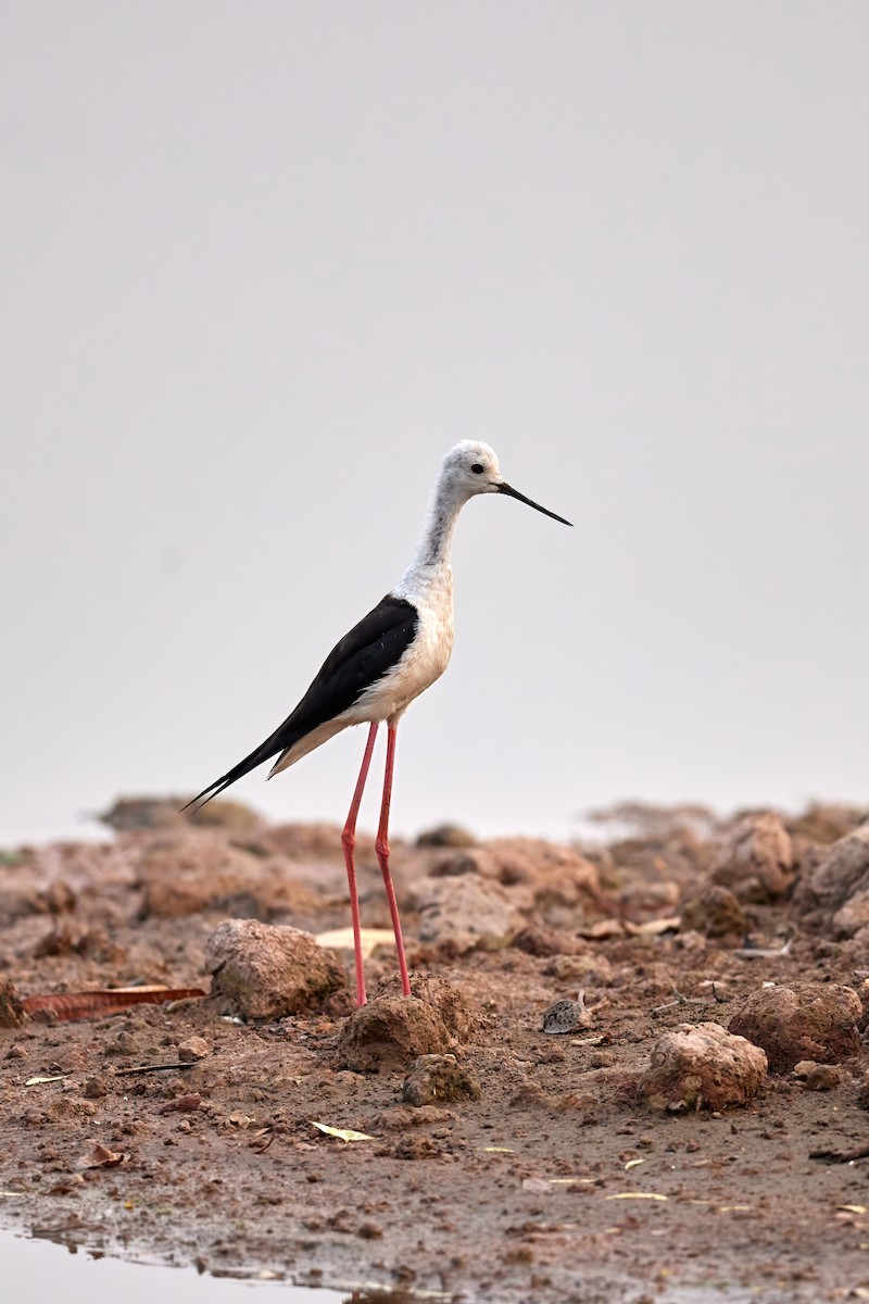 Black-winged Stilt - ML620733398