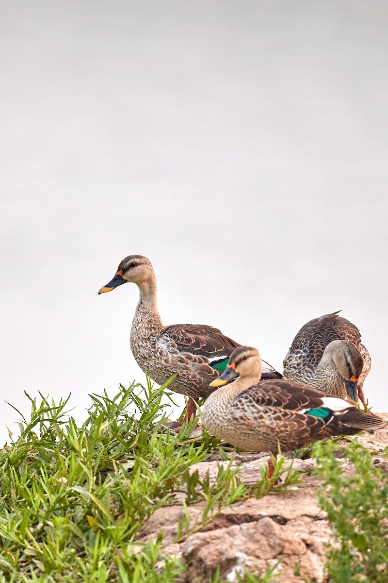 Indian Spot-billed Duck - ML620733399