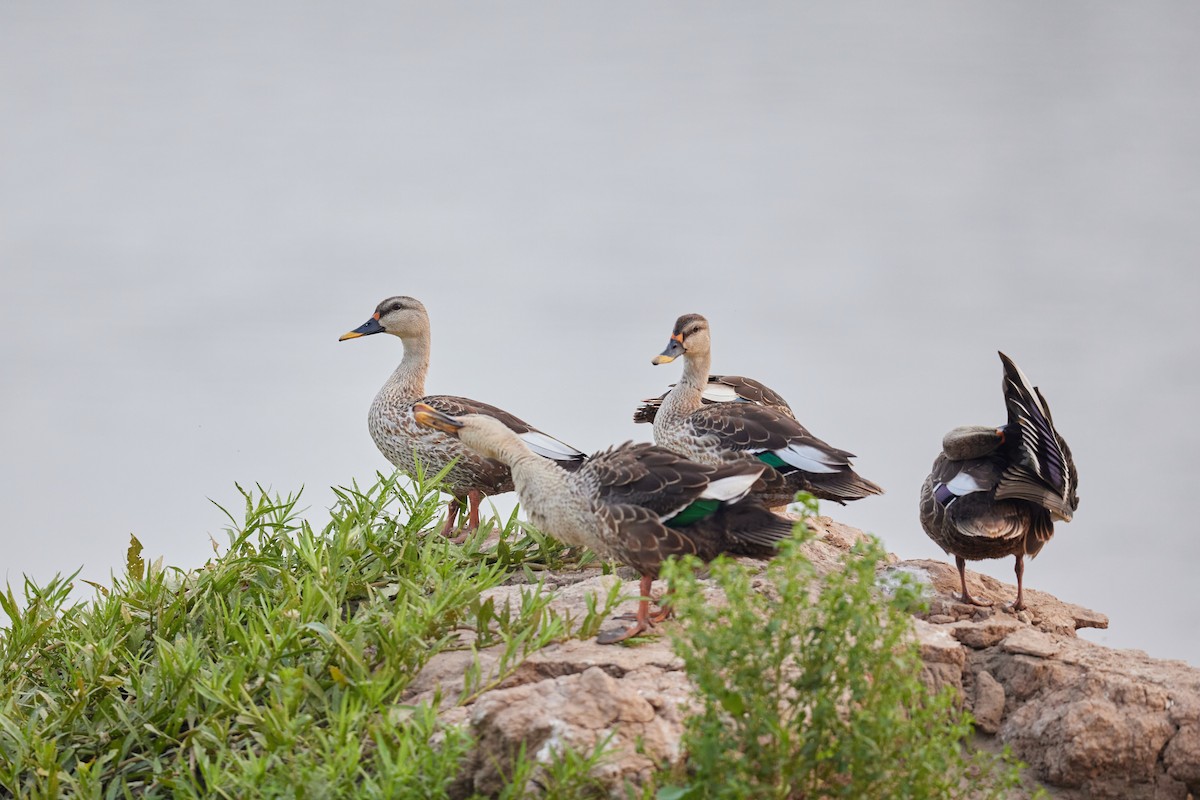 Indian Spot-billed Duck - ML620733400