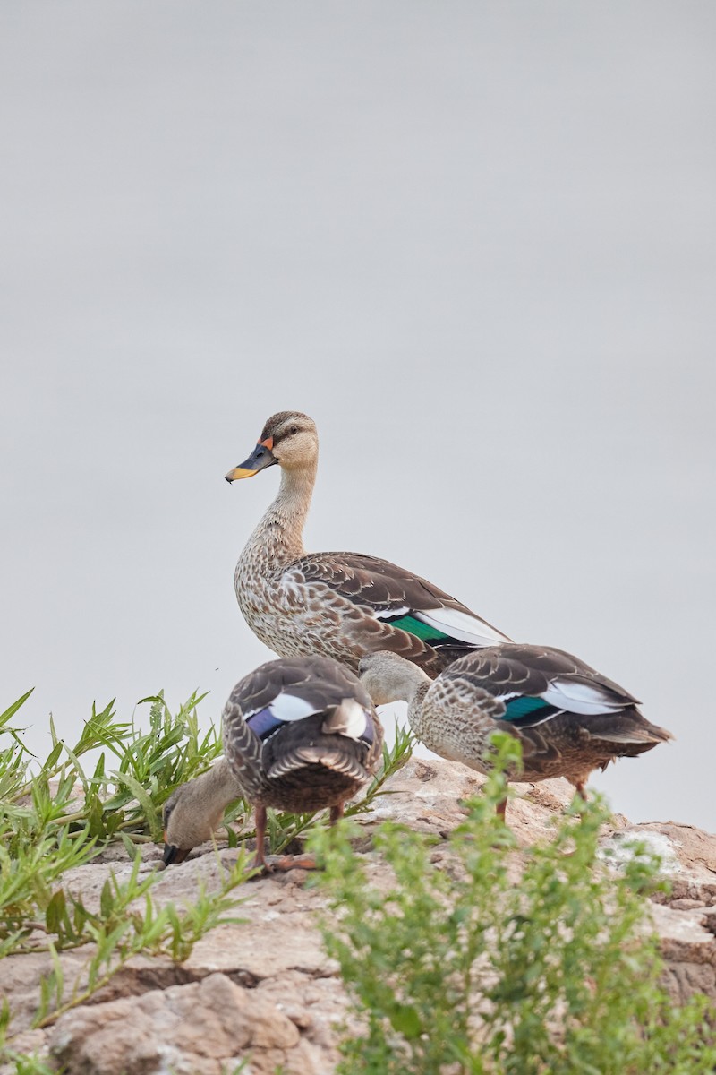 Indian Spot-billed Duck - ML620733403