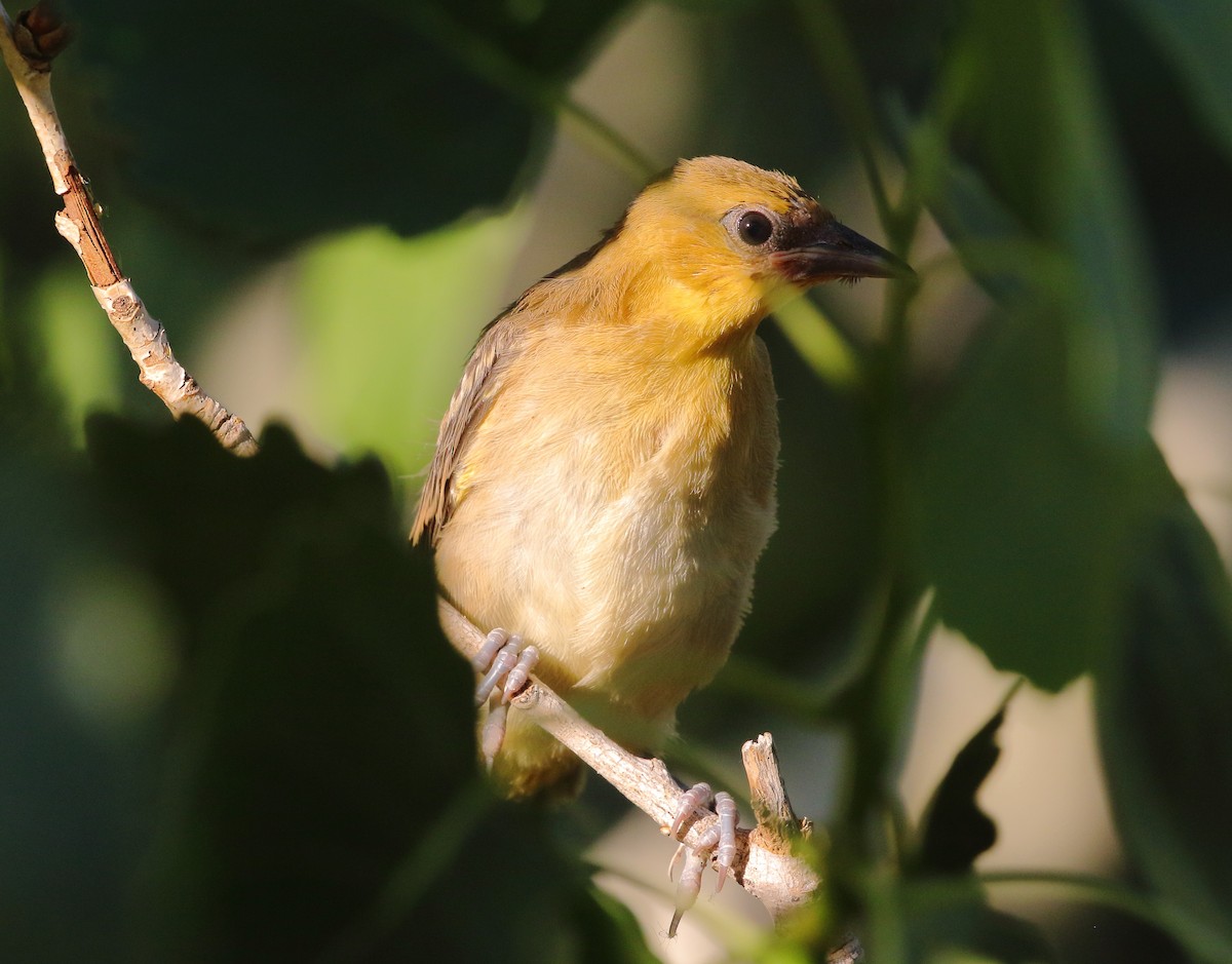 Bullock's Oriole - ML620733406