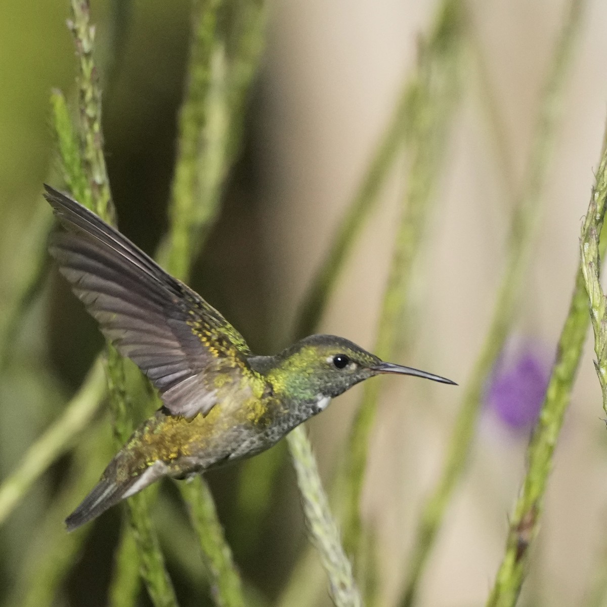 Amazilia Versicolor - ML620733413