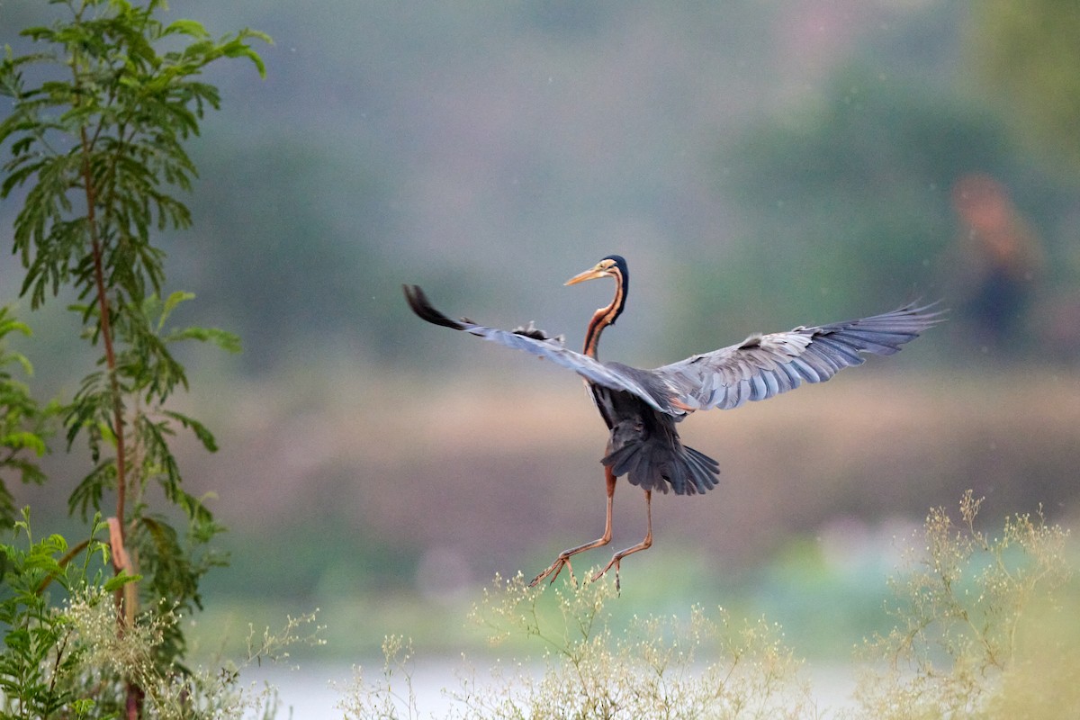 Purple Heron - ML620733416