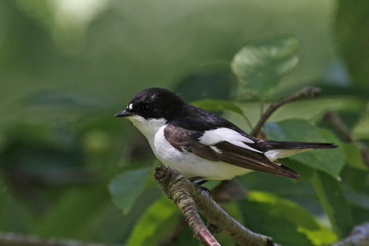 European Pied Flycatcher - ML620733419