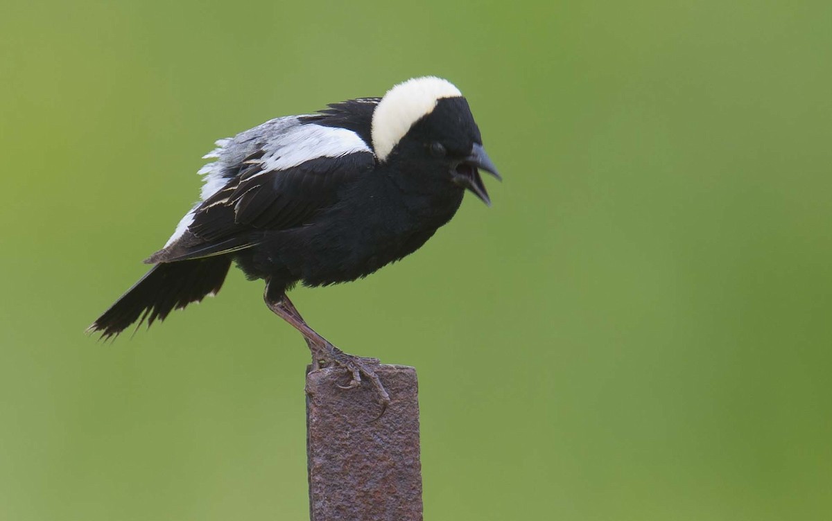 bobolink americký - ML620733420