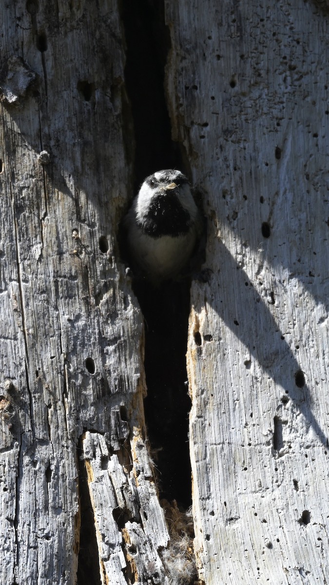 Mountain Chickadee - ML620733423