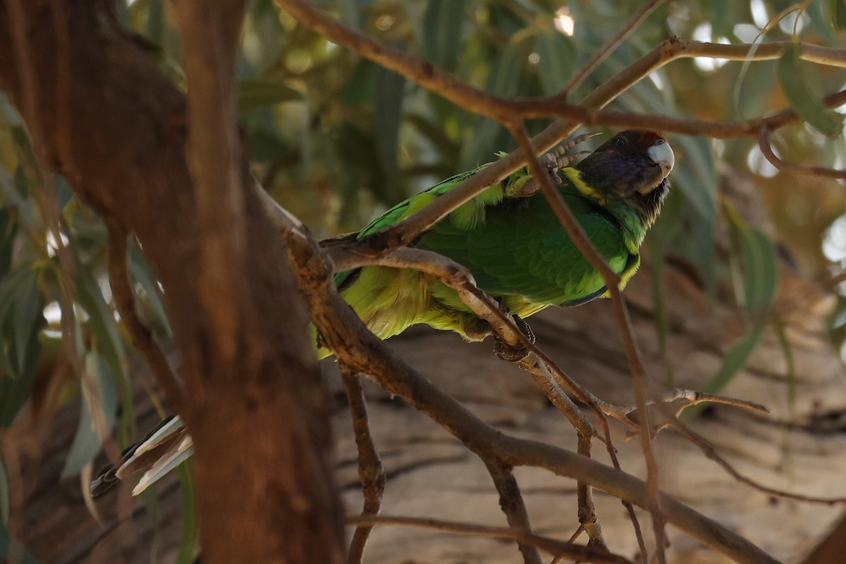 Воротничковый попугай (semitorquatus) - ML620733424