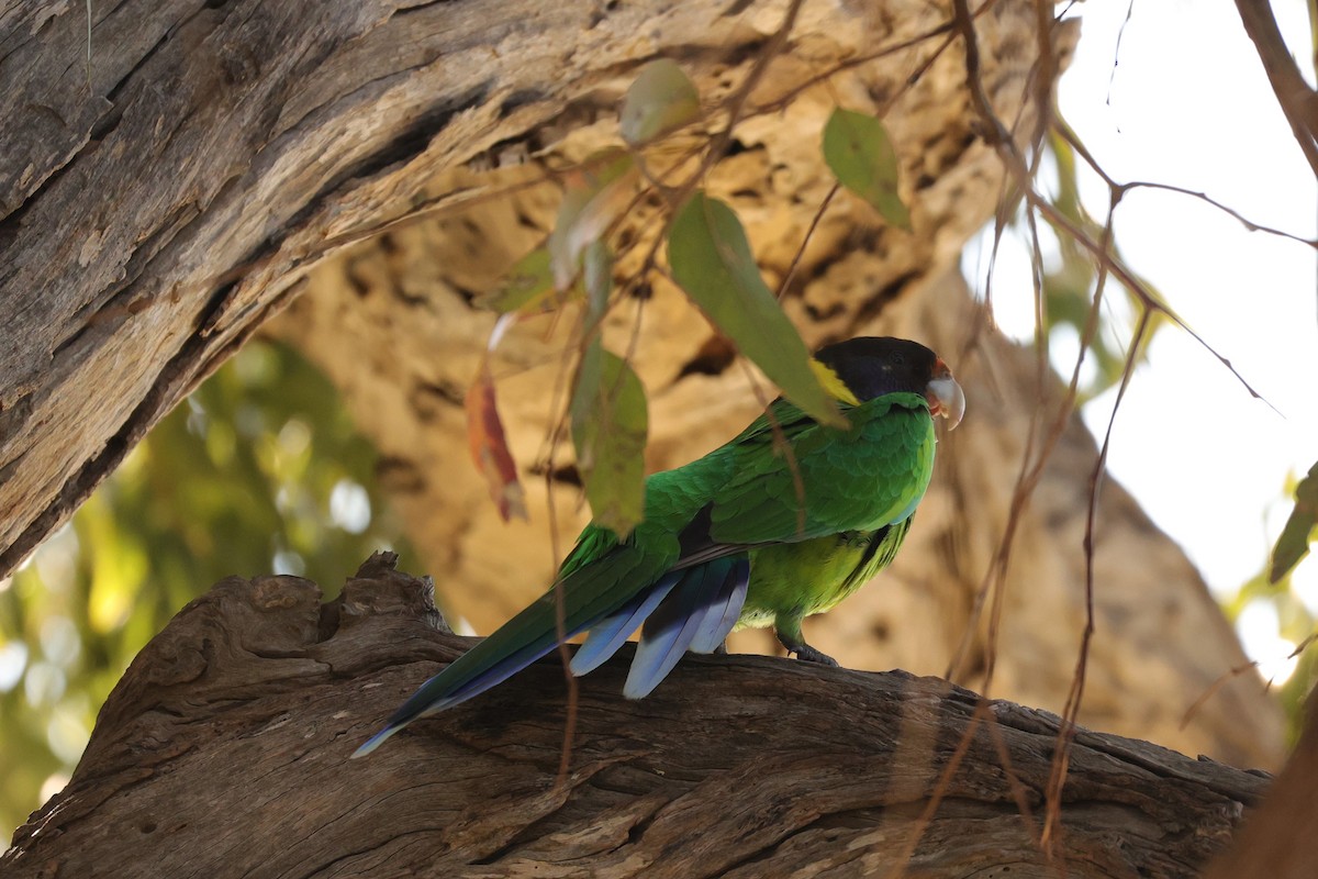 Perico de Port Lincoln (semitorquatus) - ML620733425