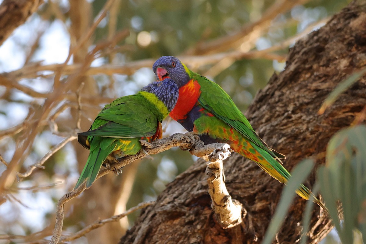 Rainbow Lorikeet - ML620733428