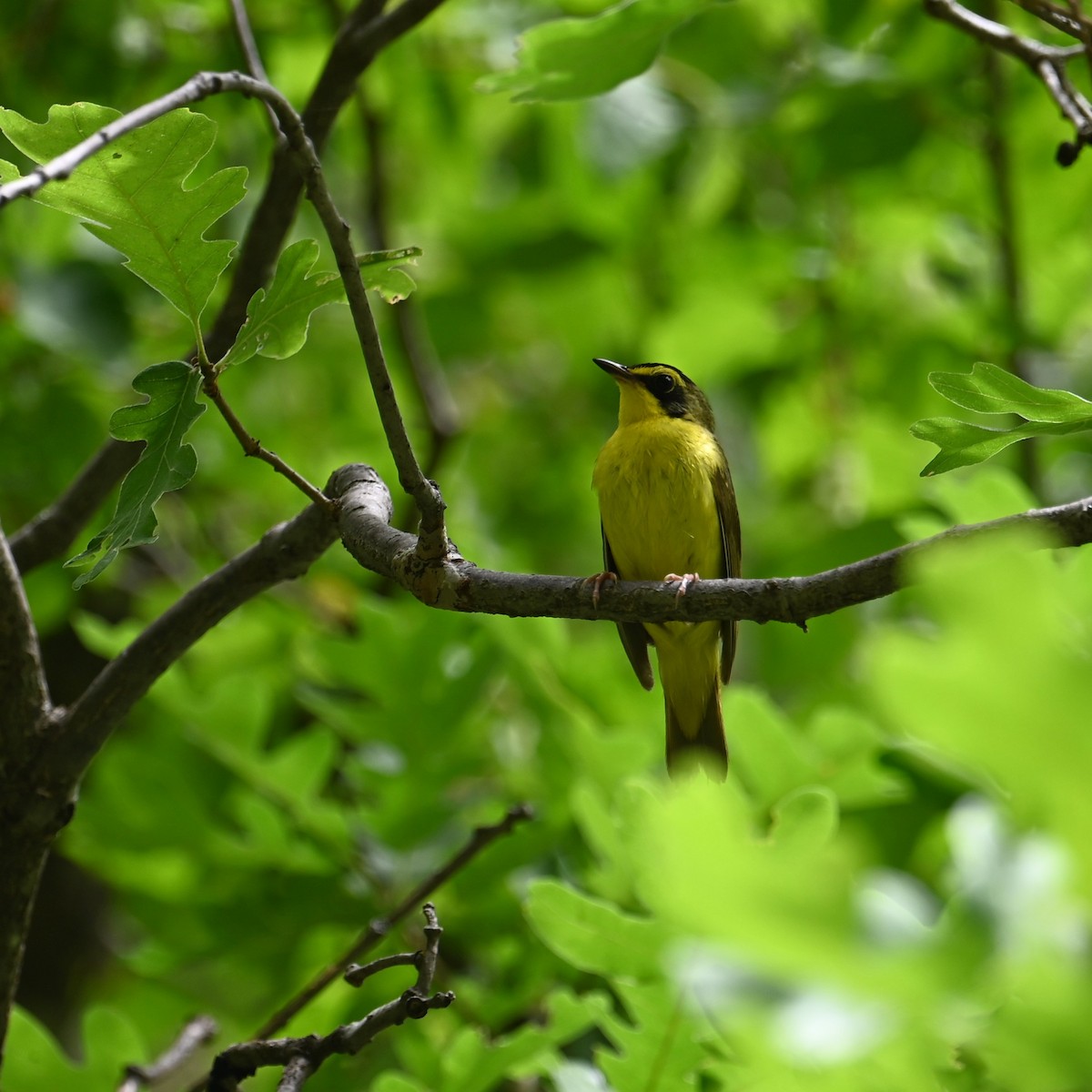 Kentucky Warbler - ML620733431