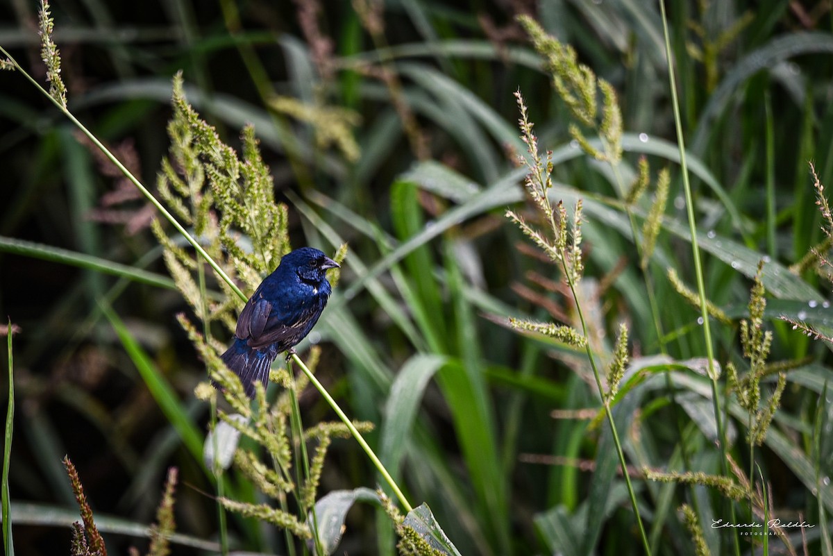 Blue Seedeater - ML620733435