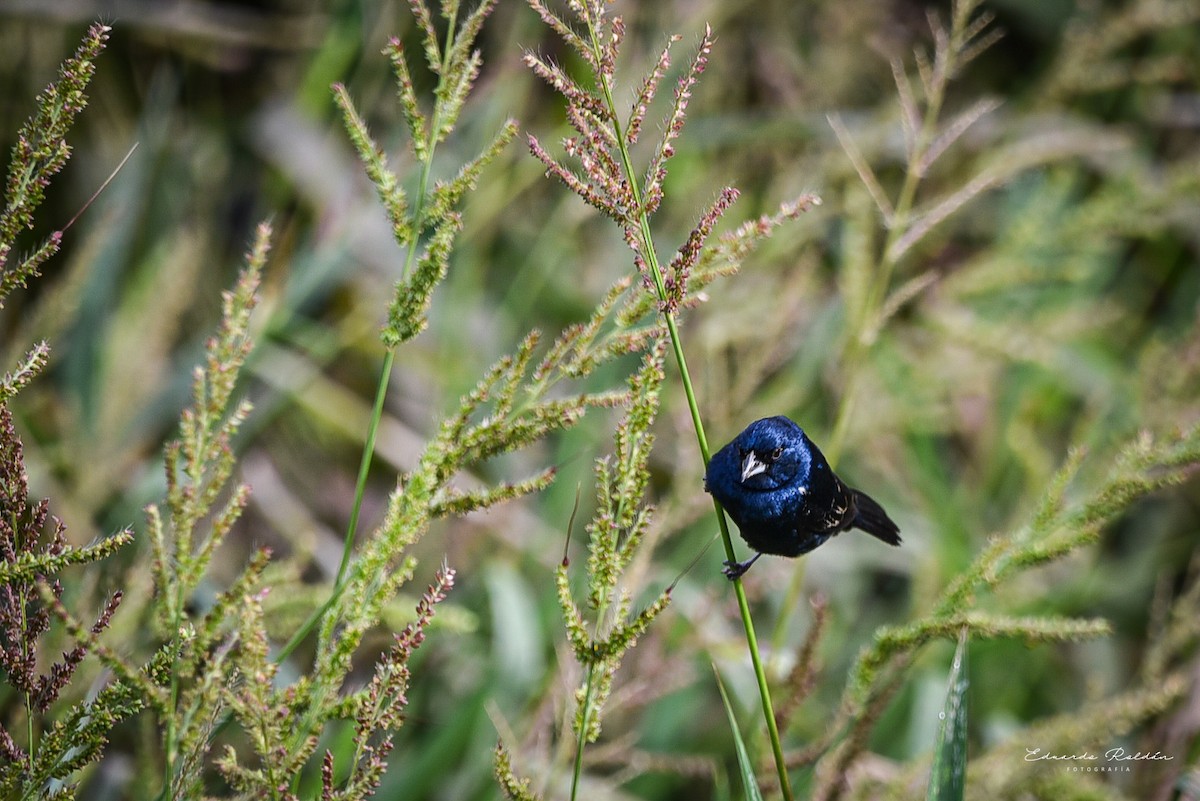 Blue-black Grassquit - ML620733436