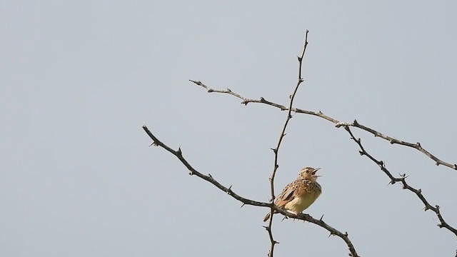Jerdon's Bushlark - ML620733438
