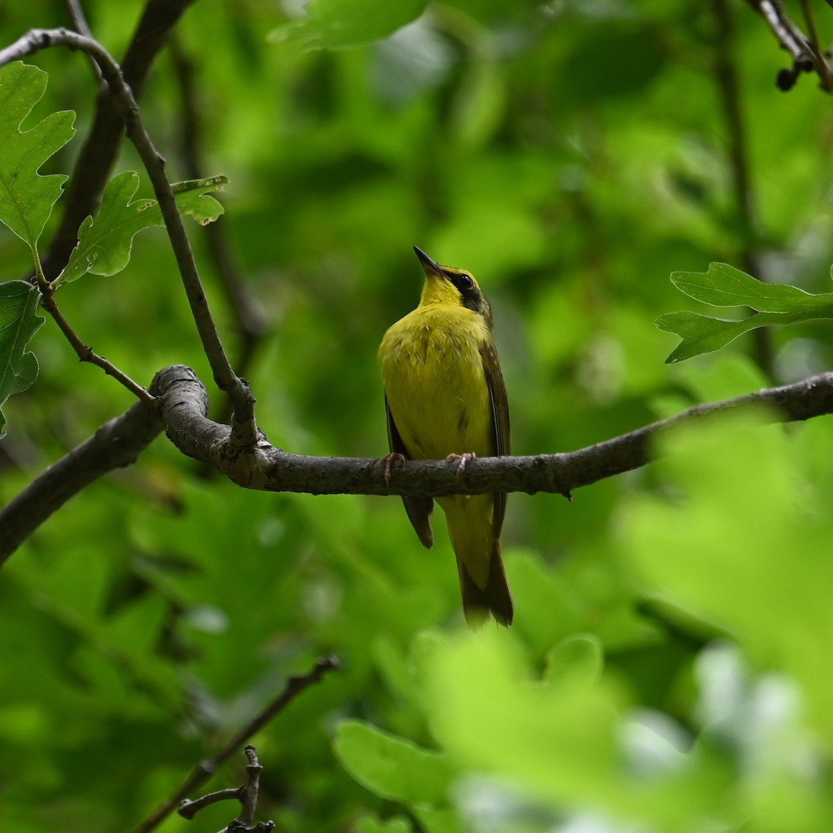 Kentucky Warbler - Ronnie Reed