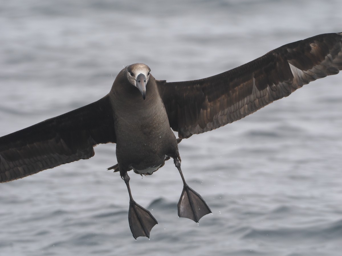 Albatros à pieds noirs - ML620733440