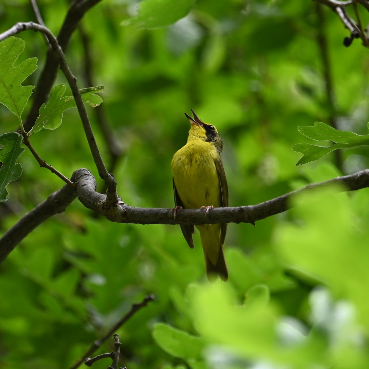 Kentucky Warbler - ML620733444