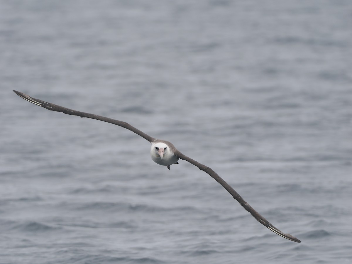 Laysan Albatrosu - ML620733446
