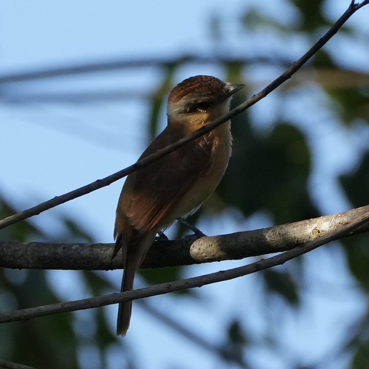 Chestnut-crowned Becard - Charlene Fan