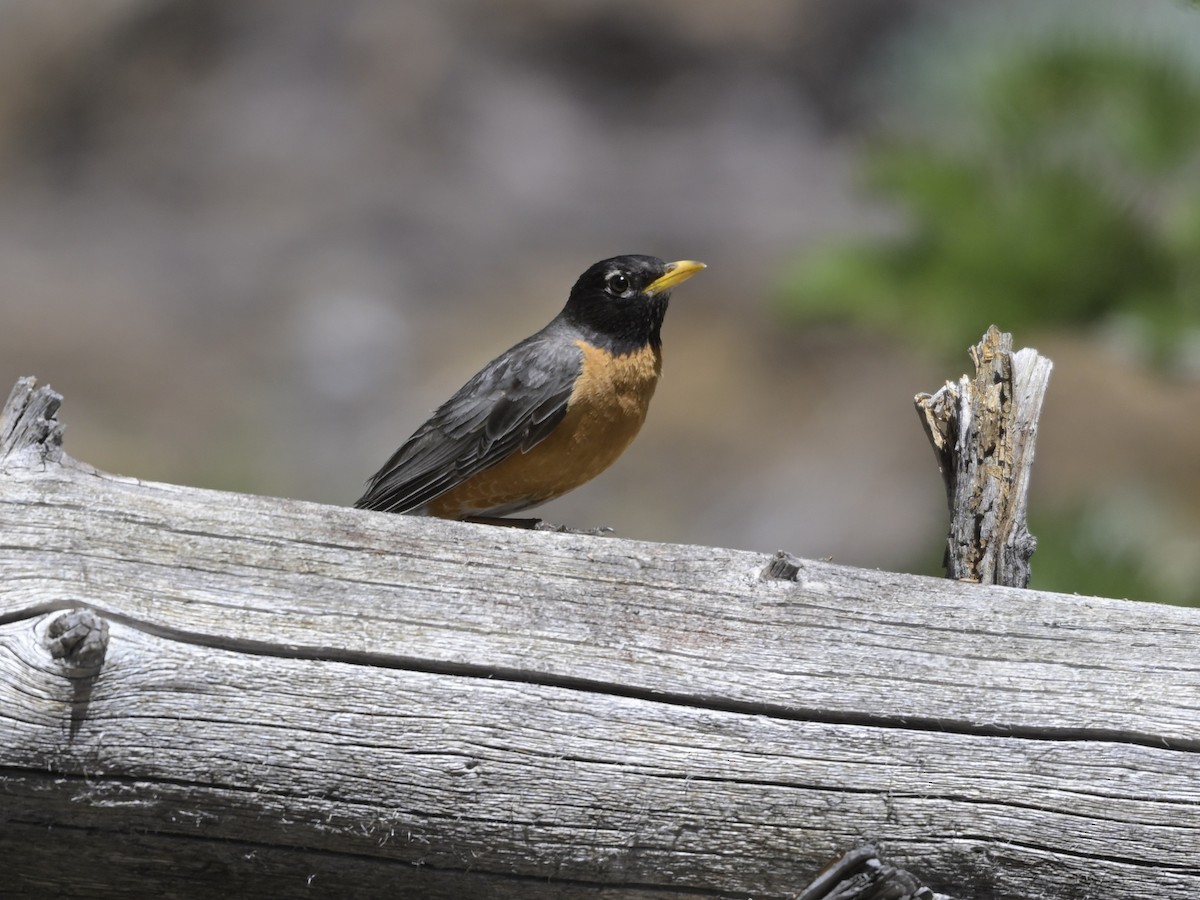 American Robin - ML620733449