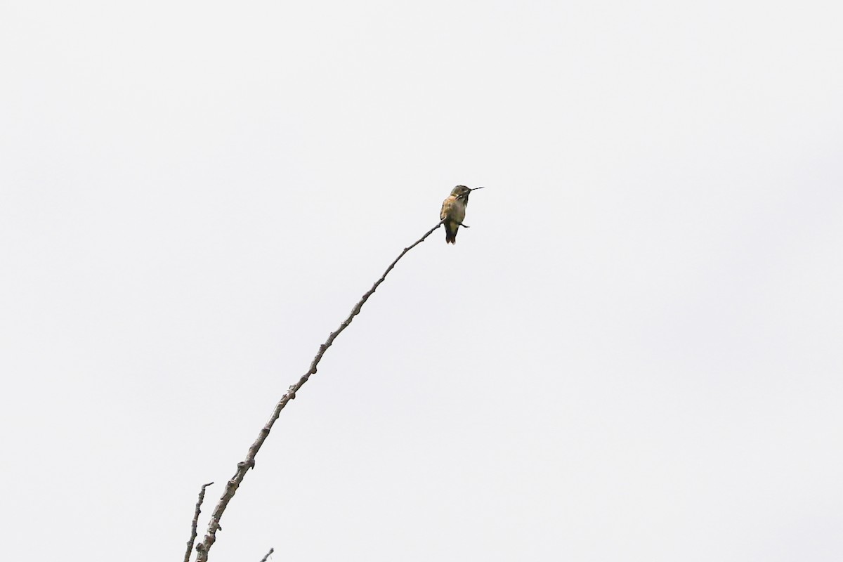 Colibrí Calíope - ML620733452