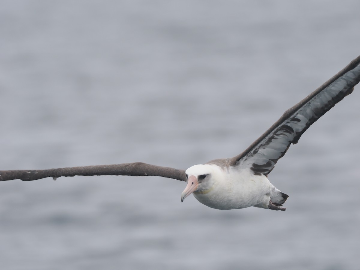 Albatros de Laysan - ML620733453