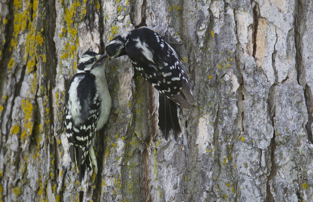 Downy Woodpecker - ML620733456