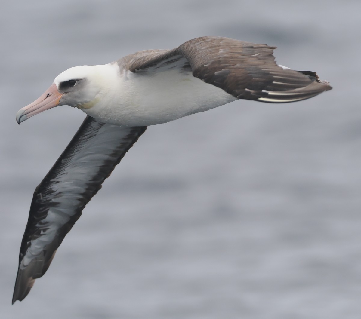 Albatros de Laysan - ML620733457