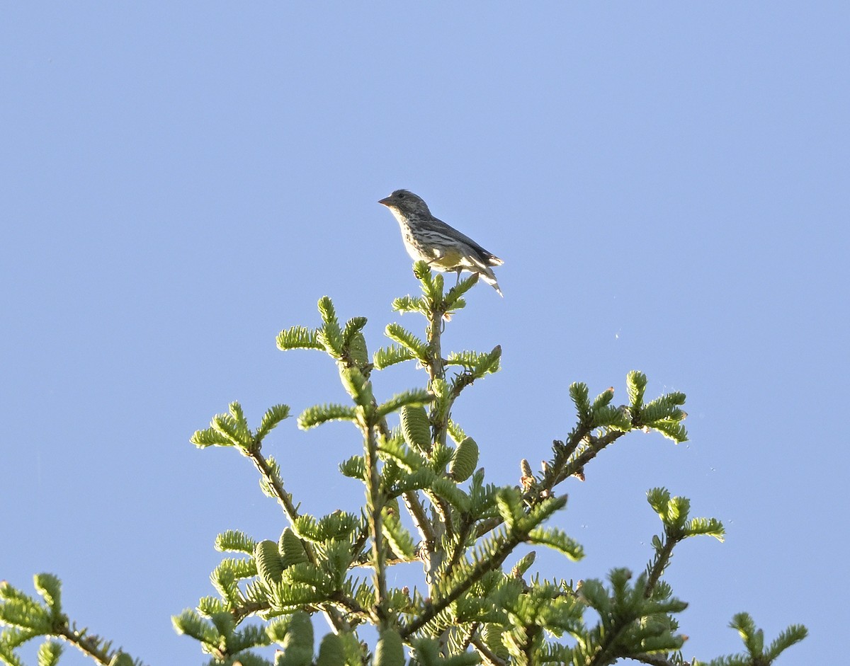 Cassin's Finch - ML620733458